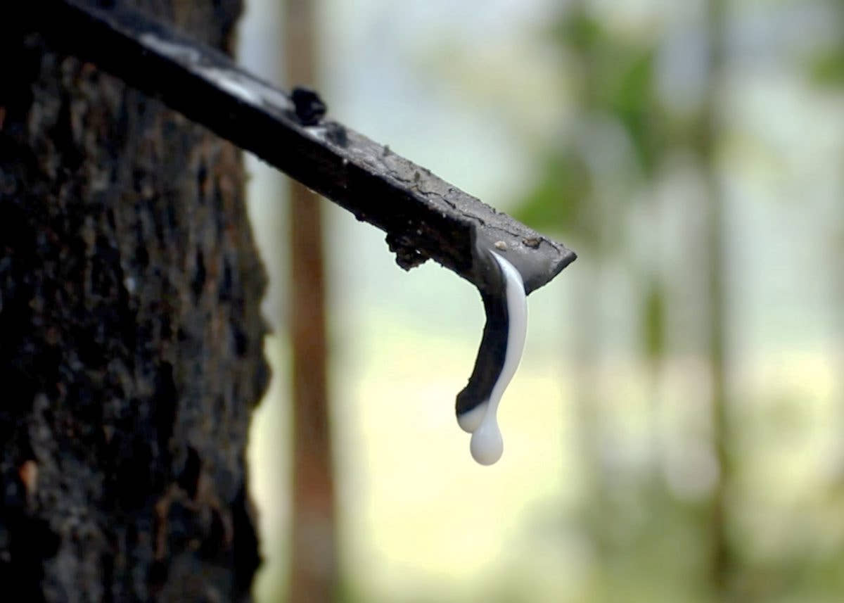 Latex Rubber Tree