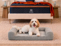 BB Pet Bed