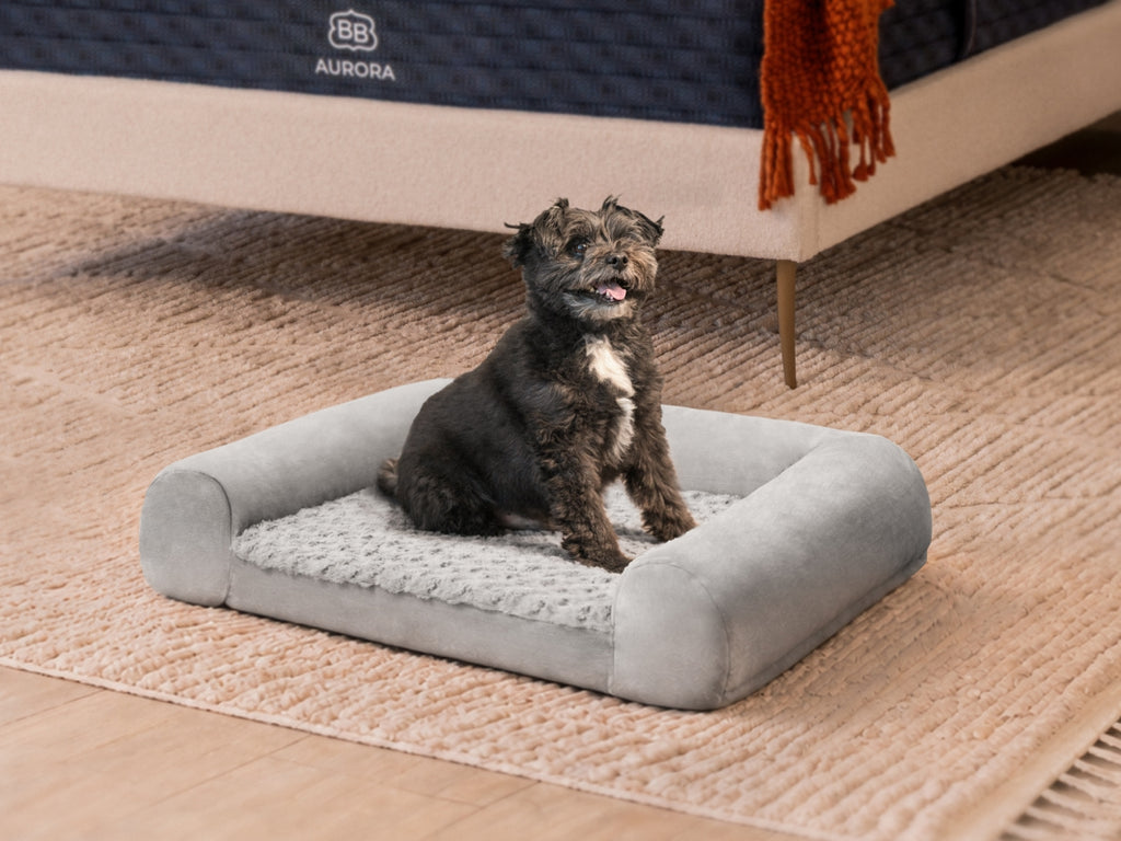 Small black dog sitting in a gray Brooklyn Bedding pet bed on a textured rug beside an Aurora mattress.