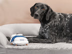 Large black and white dog resting in a gray Brooklyn Bedding pet bed with a mattress-shaped squeak toy in front.